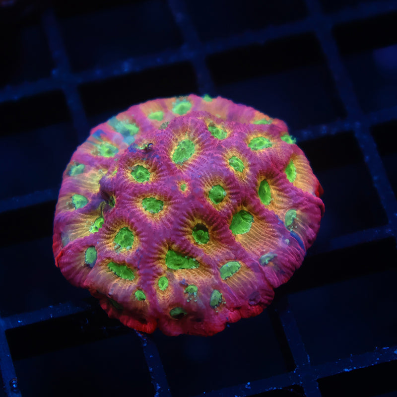 Dayglo Favia