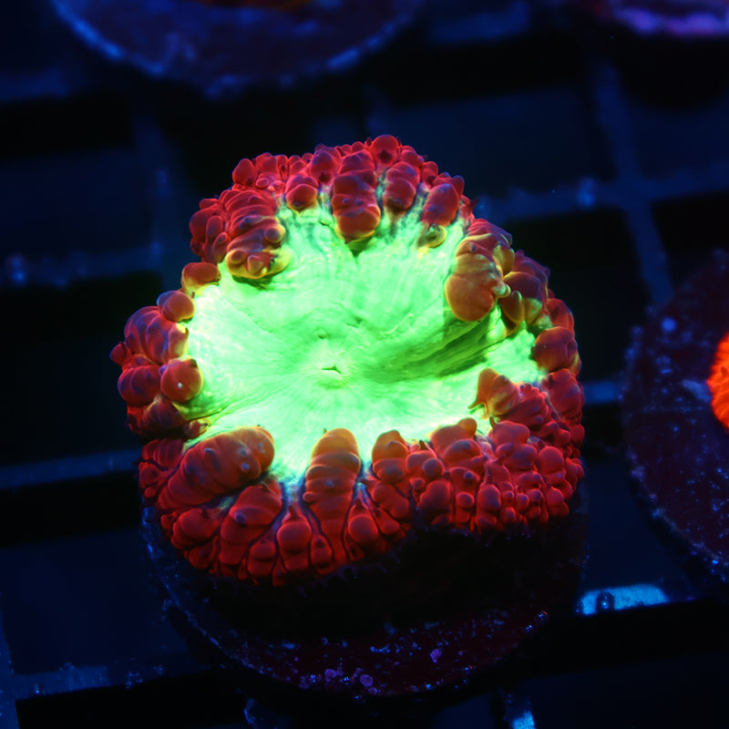 TCK Sour Apple Blasto