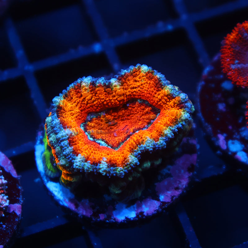 TCK Awesome Orange Acan Lord