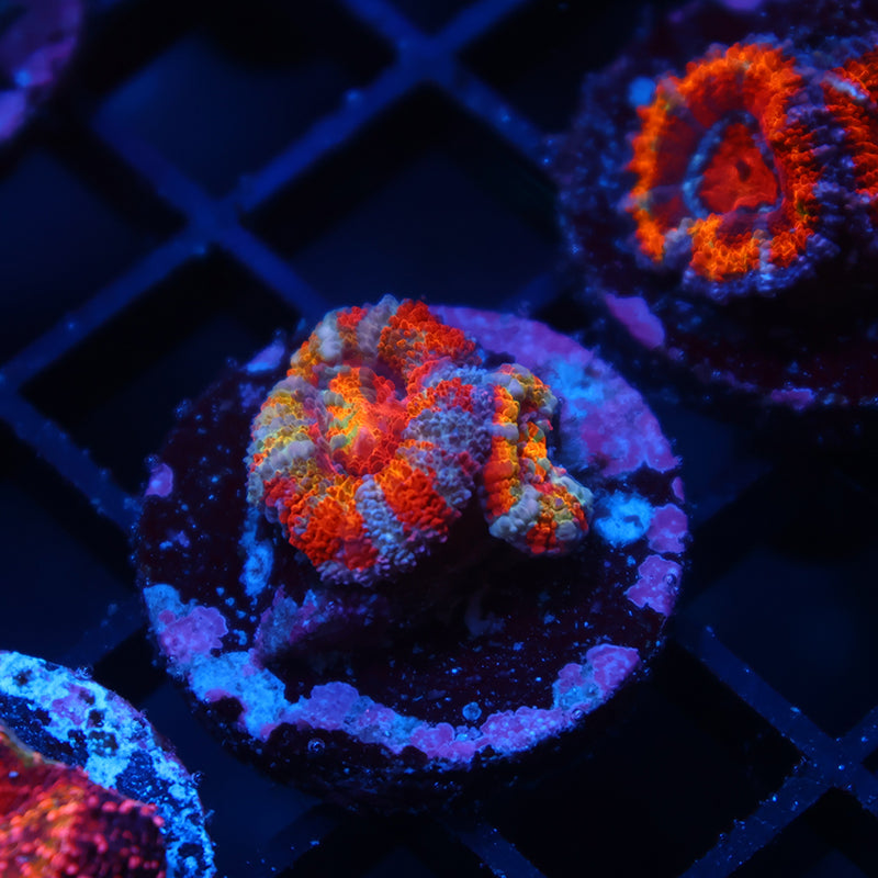 TCK Rainbow Skittles Acan Lord