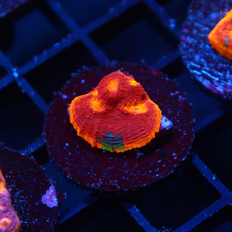 TCK Ultimate Rainbow Chalice