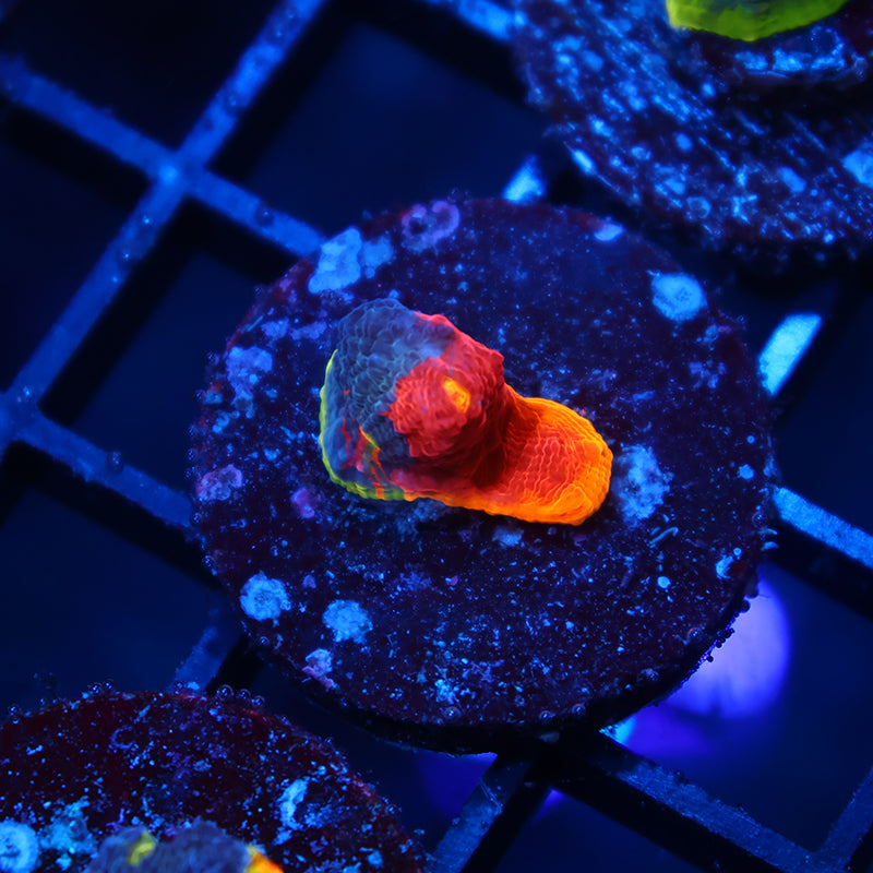 TCK Two Faced Chalice