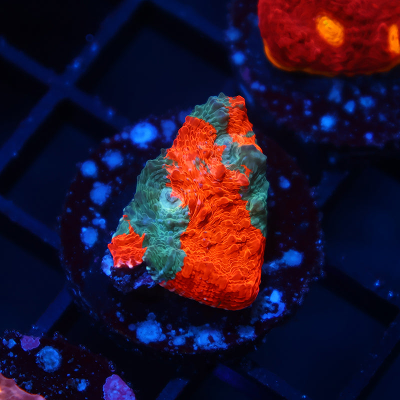 TCK Jawbreaker Chalice