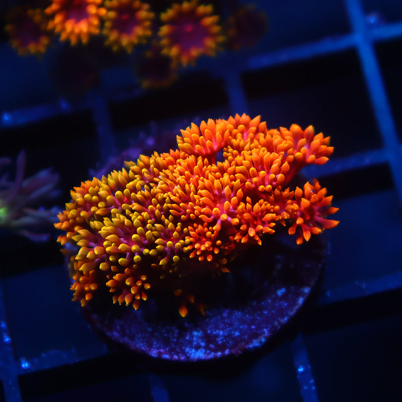 TCK Grafted Rainbow Crunch Goni Bernardpora