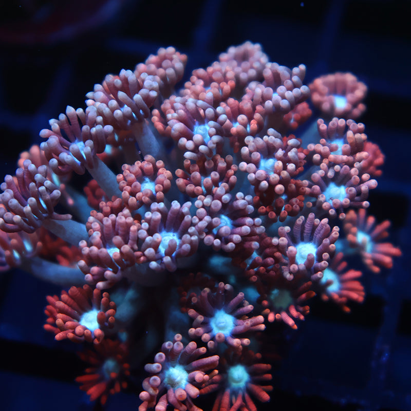 TCK Rocket Pops Goni