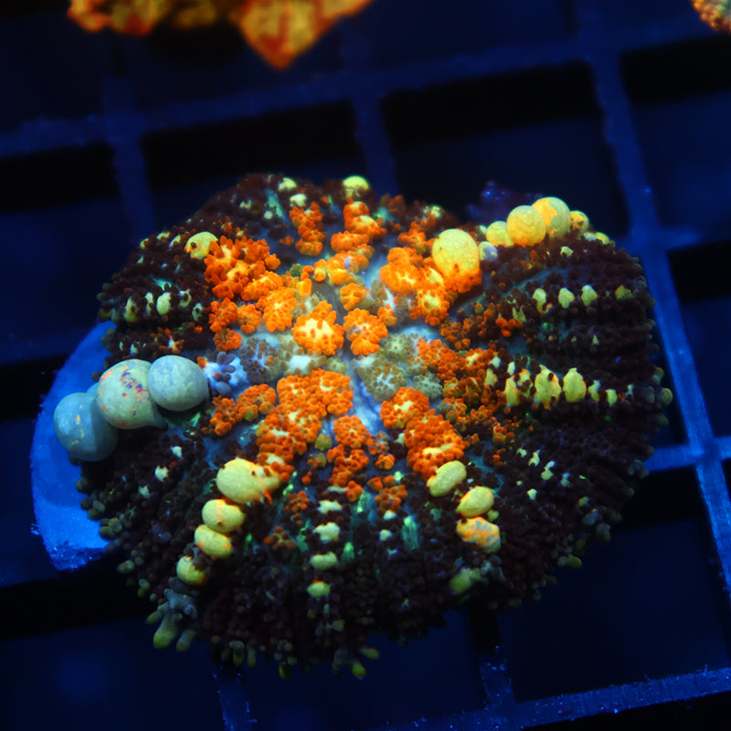 TCK Powerballs Bounce