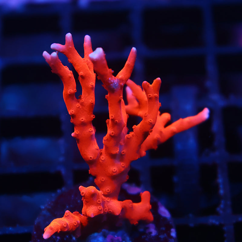 JF TNT Anacropora