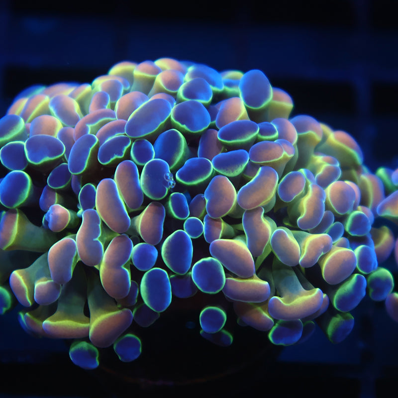 TCK Branching Holographic Hammer