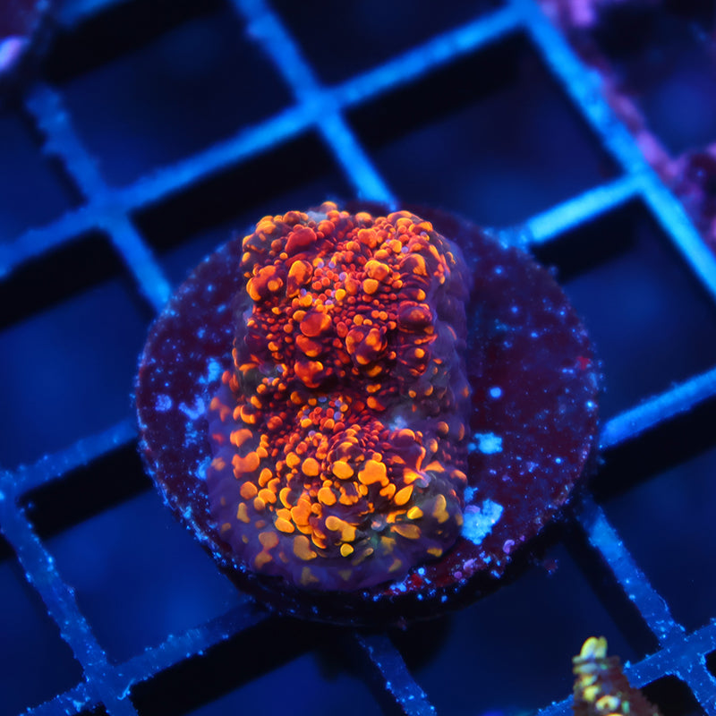 CC Cloudberries Chalice
