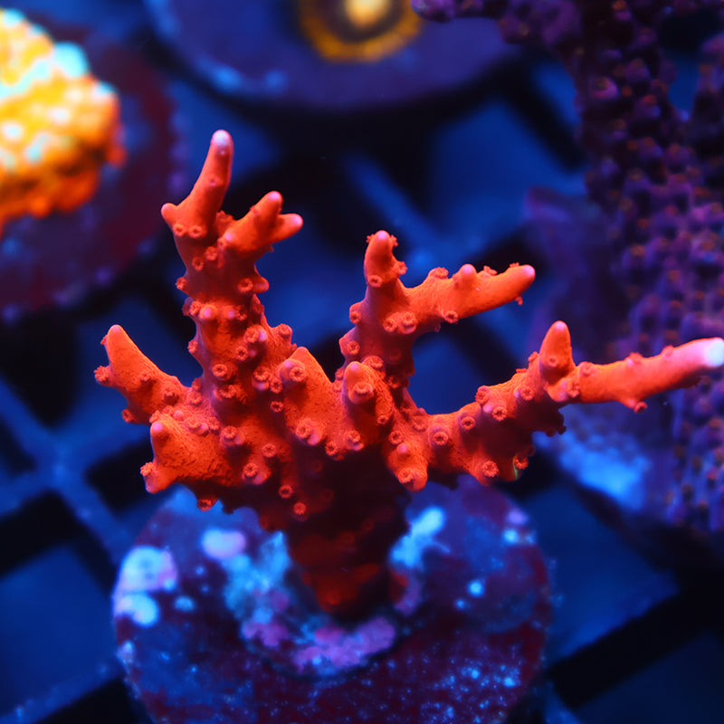 JF TNT Anacropora