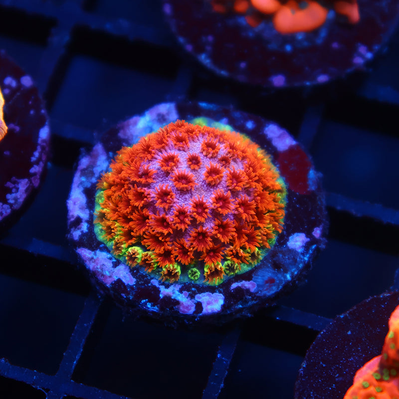 Skittles Bomb Cyphastrea
