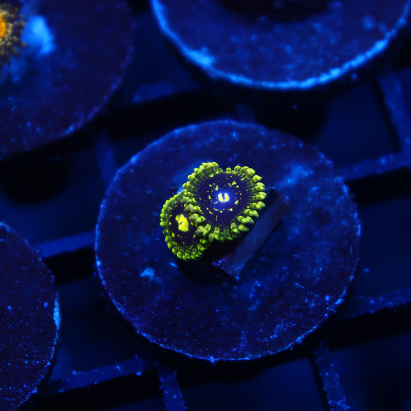 Exospheres