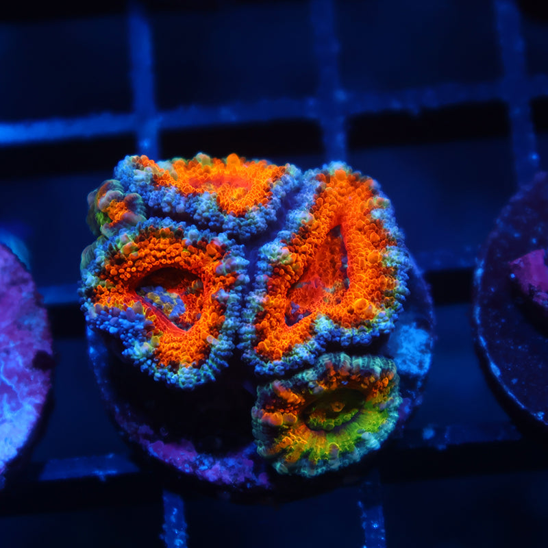TCK Aweome Orange Acan Lords