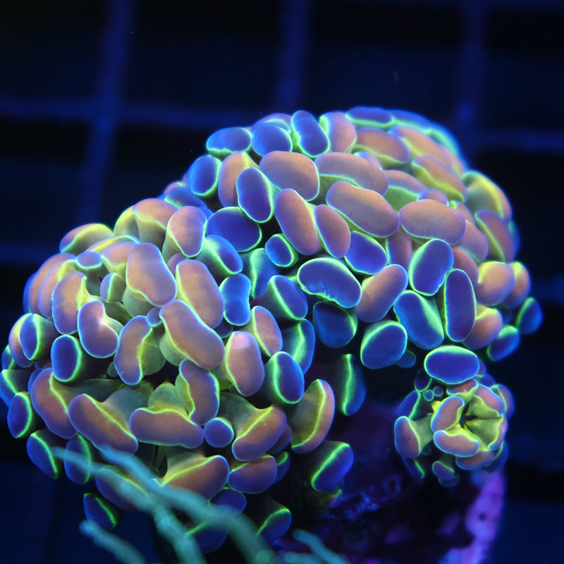 TCK Branching Hologram Hammer