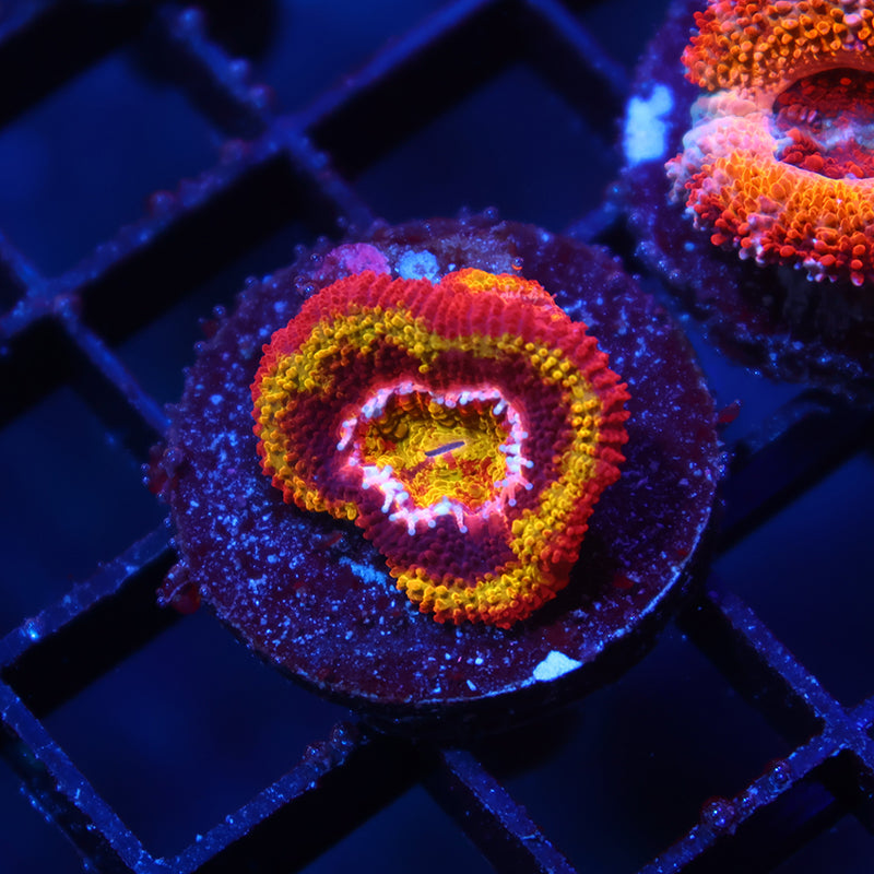 TCK OG Black Hole Sun Acan Lords