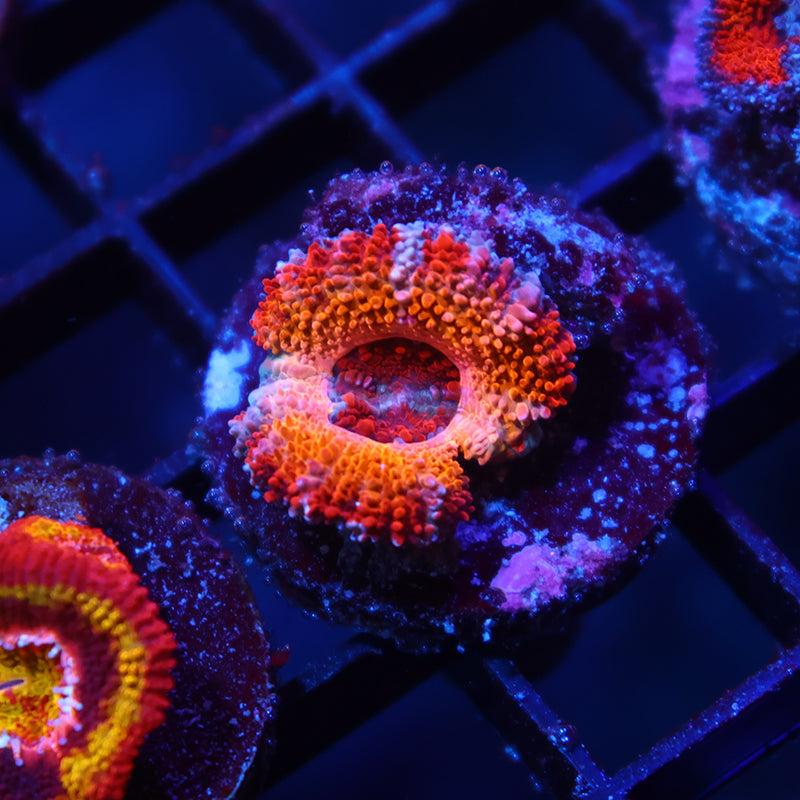 TCK Sunrise Acan Lord