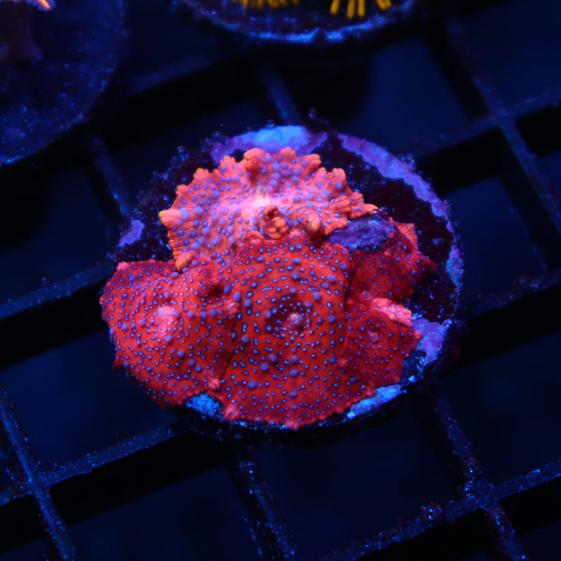 TCK Superman Mushrooms