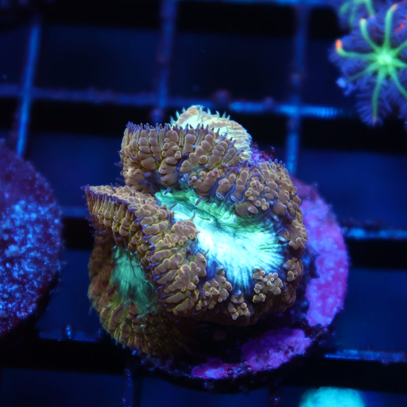 TCK Frozen Green Blastos