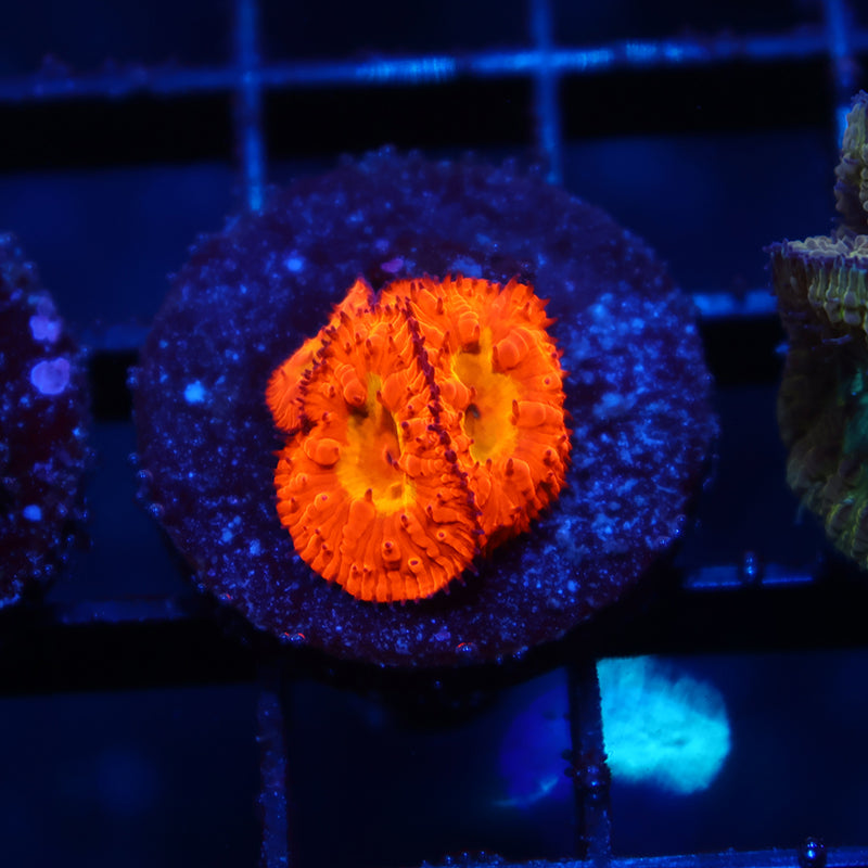 WWC Rainbow Blastos
