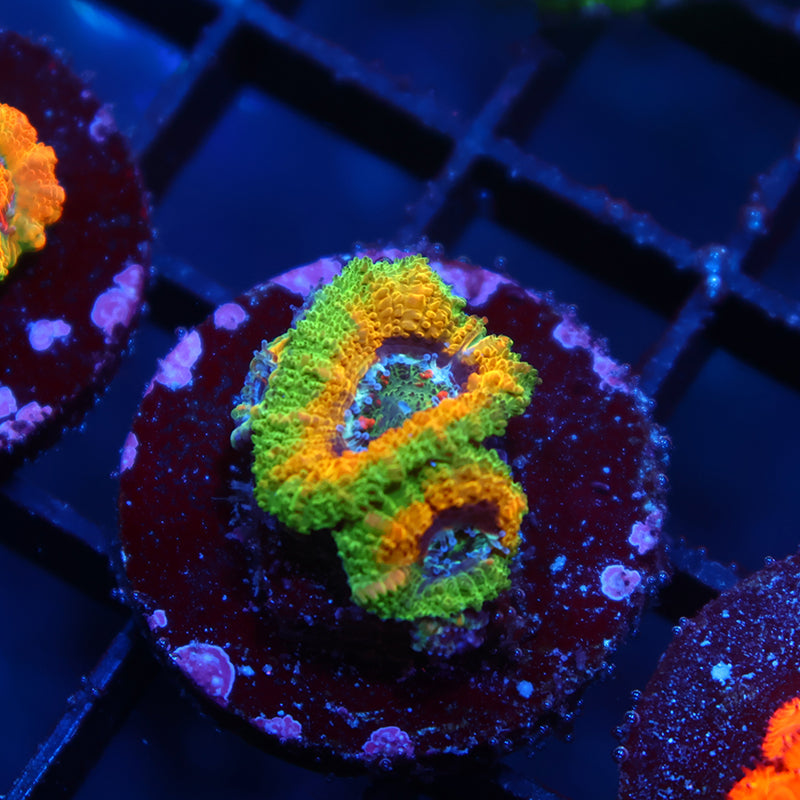 TCK OG Mardi Gras Acan Lord