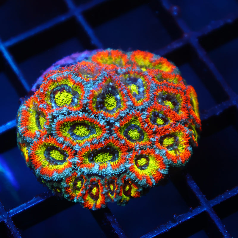 Lg TCK HG Micromussa