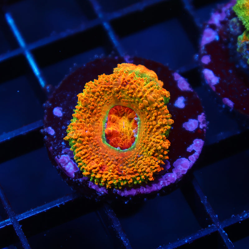 BSA Killshot Acan Lord