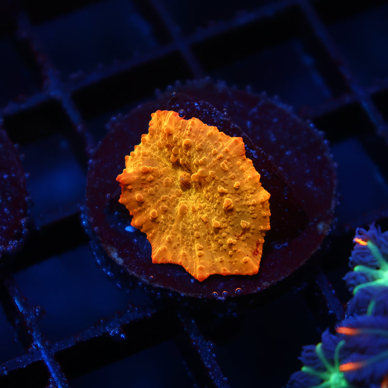 Small Mythical Corals Eclectus Bounce Mushroom