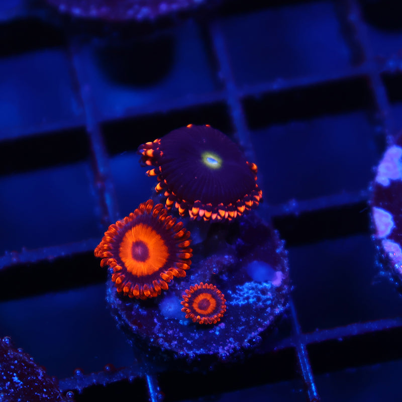 Antimatter with Friend