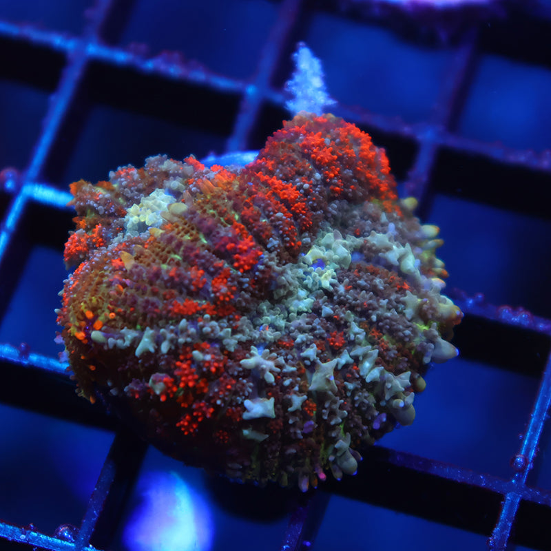 Deathstroke Bounce Double