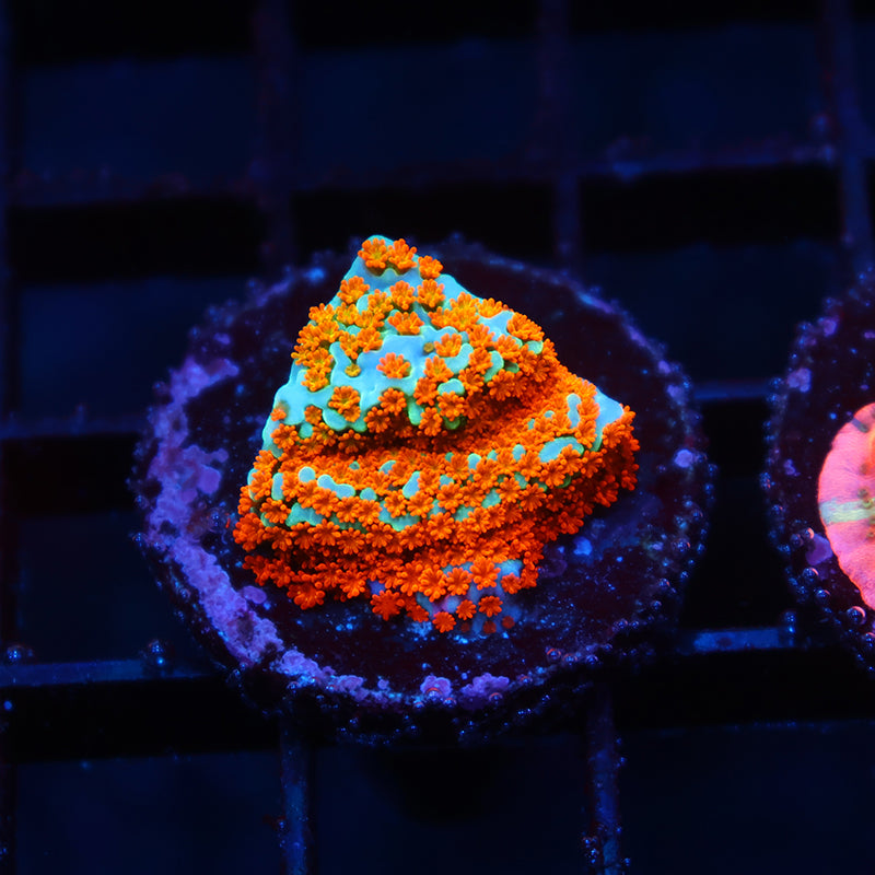 TCK Rainbow Roads Monti