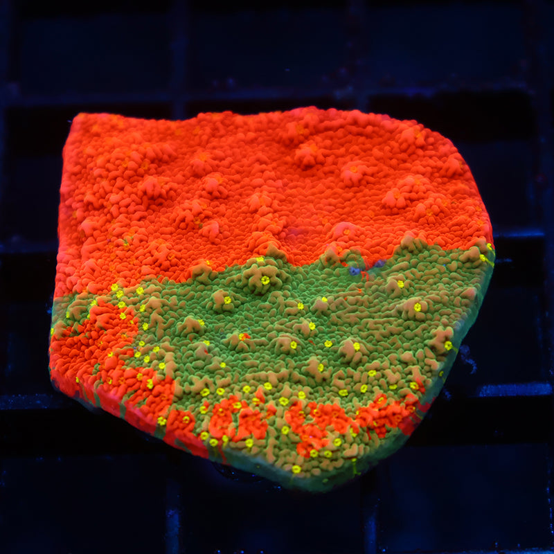 WWC Grafted Sunfire Cap