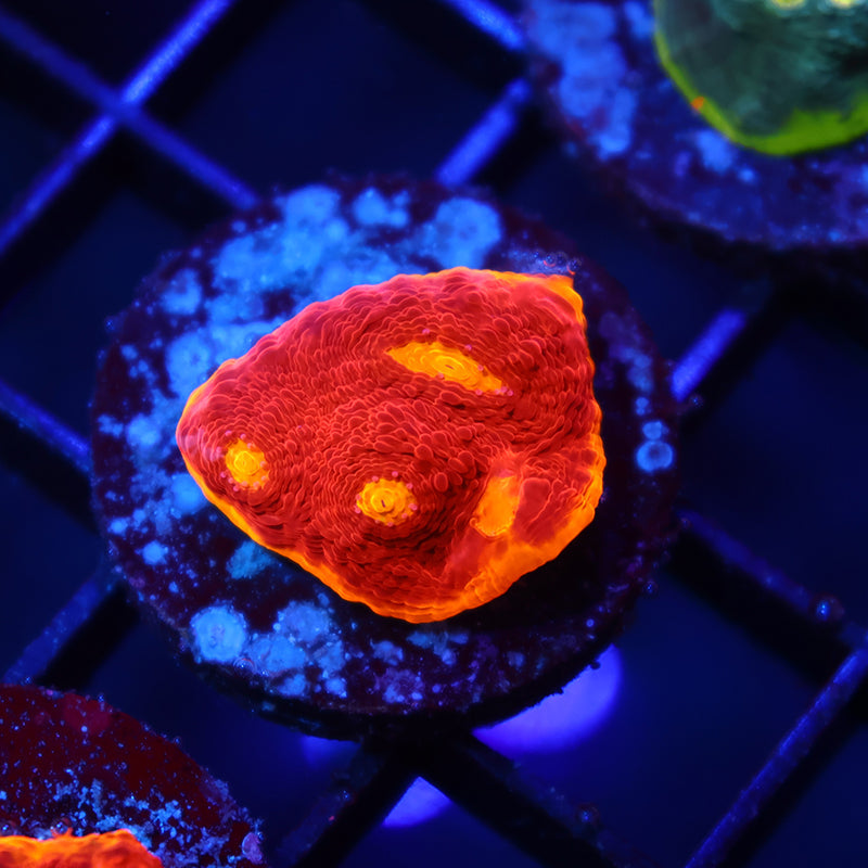 TCK Flamethrower Chalice