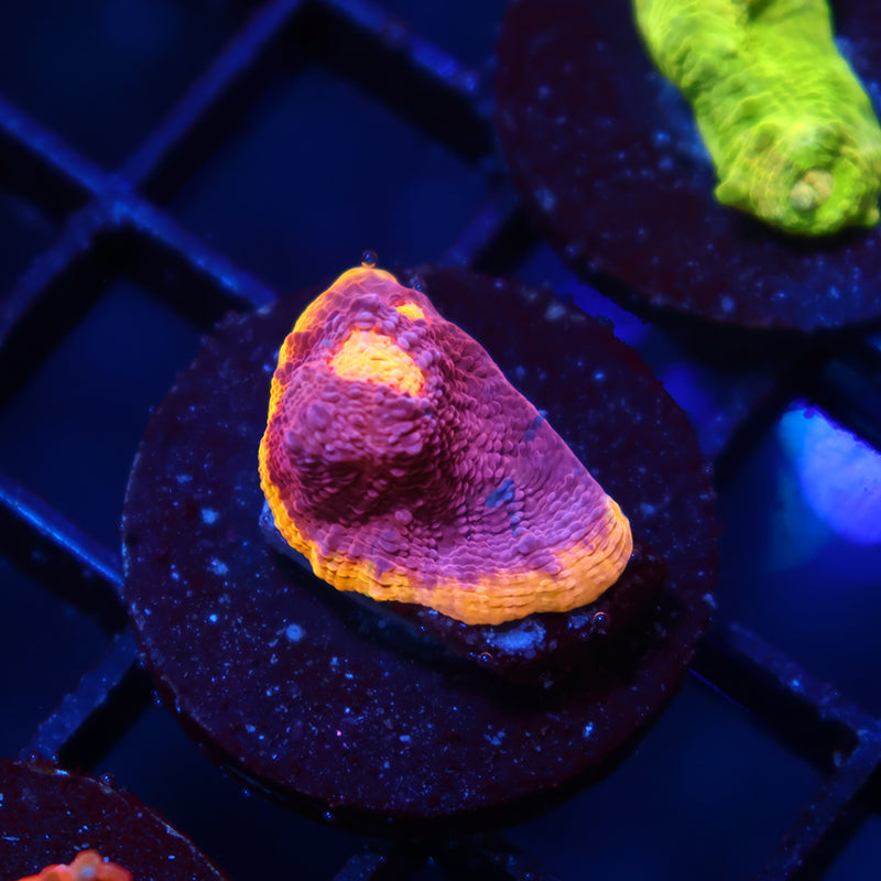 TCK Pink Rainbow Chalice