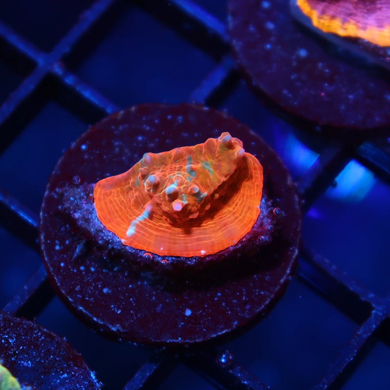 TCK Lightning Orenji Chalice