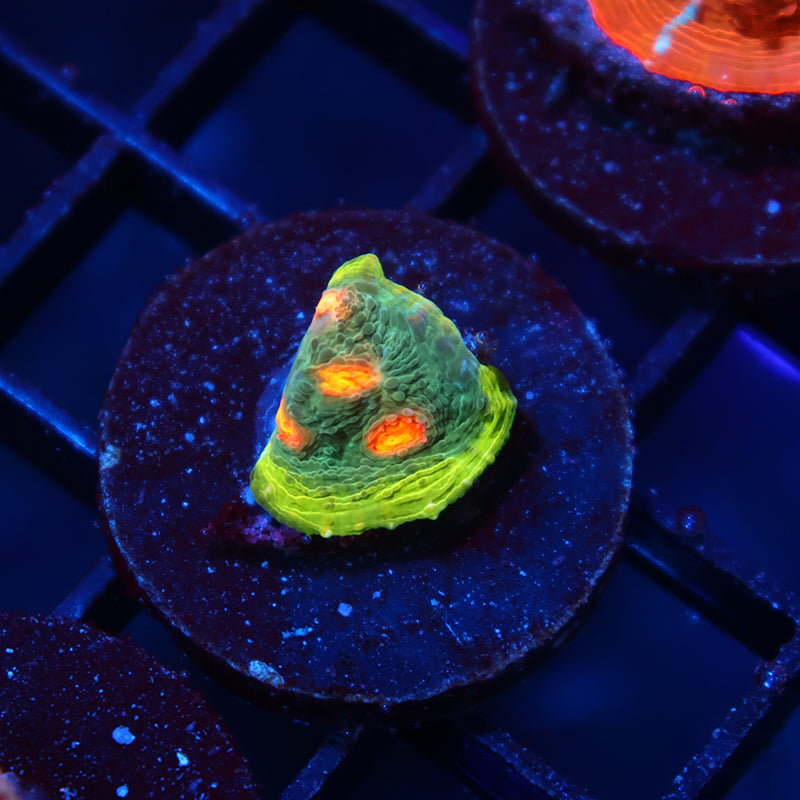 WWC Touchdown Chalice