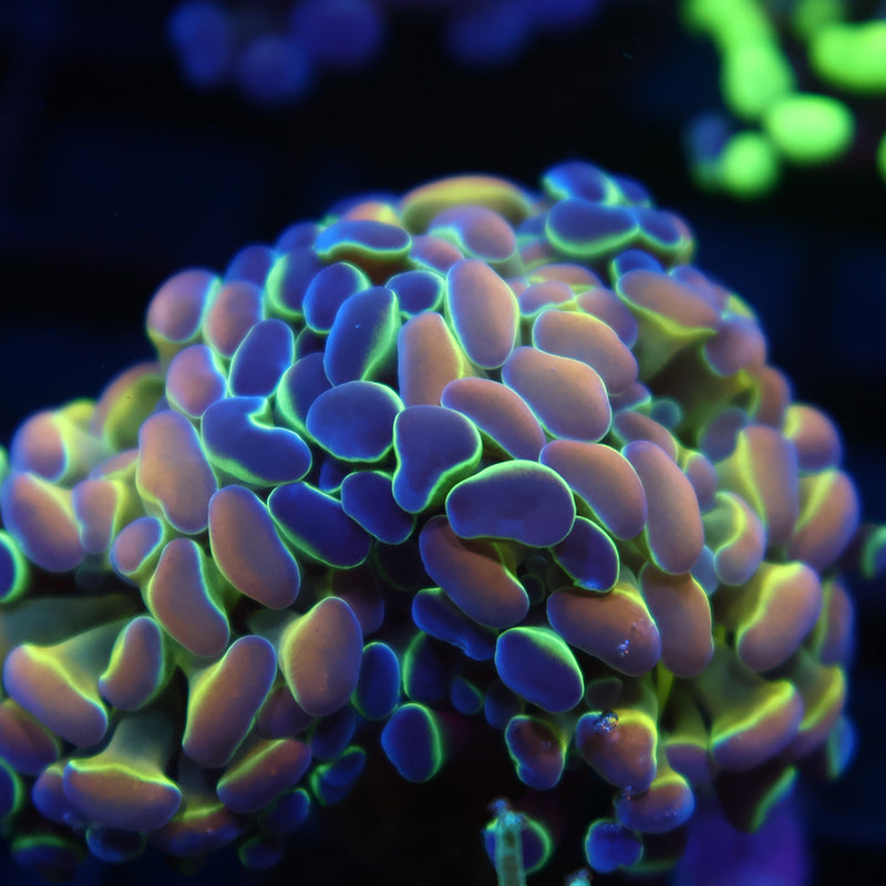 TCK Branching Hologram Hammer