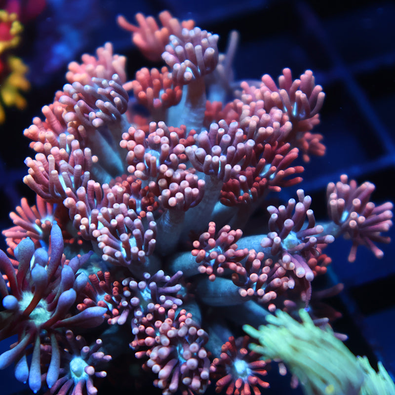 TCK Rocket Pops Goni