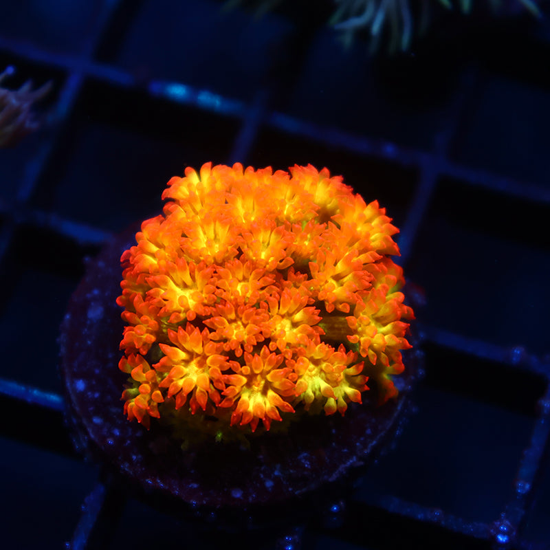 TCK Combustion Goni Bernardpora