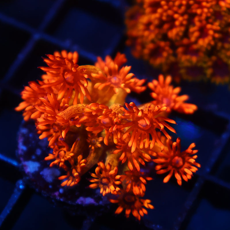 STOCK - UC Amazeballs Goniopora