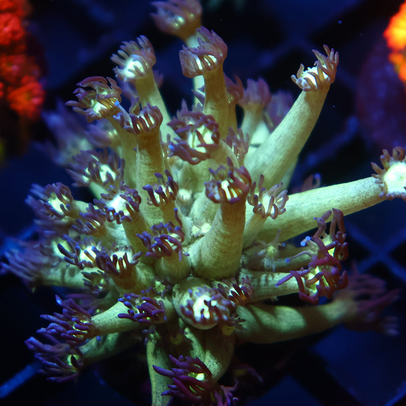 UC Space Glitter Goni