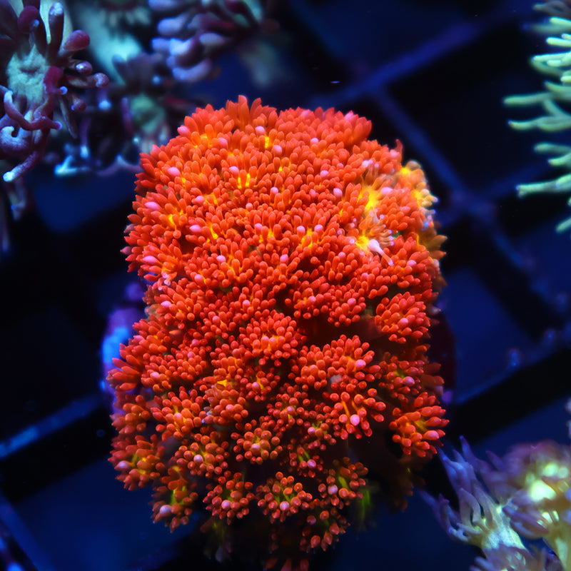 TCK Oddball Goni Bernardpora