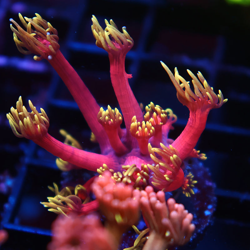 TCK Laffy Taffy Goni