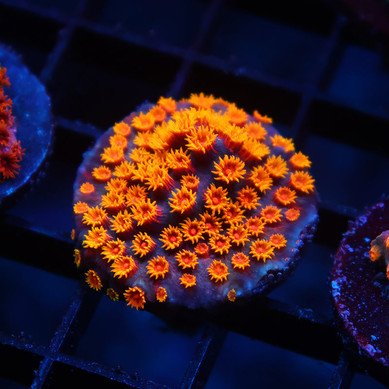 WWC Bizarro Cyphastrea