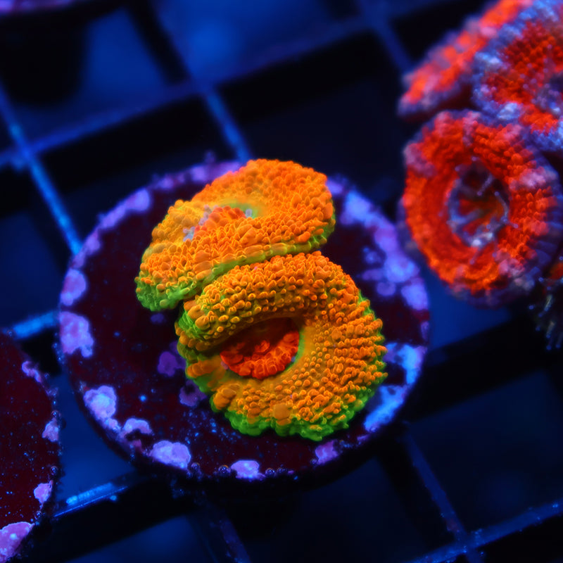 BSA Killshot Acan Lord