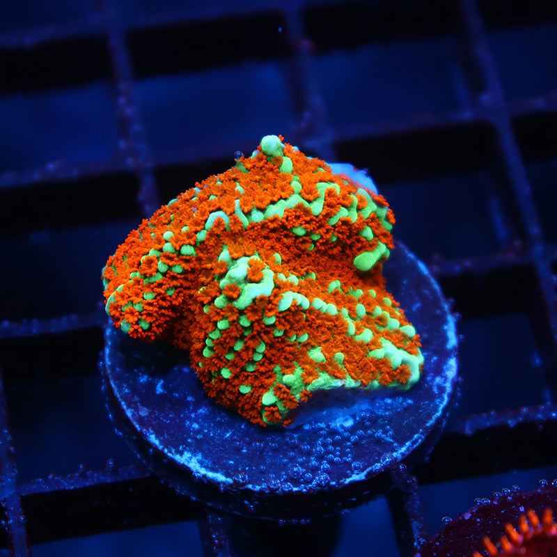 JF Aquaman Monti