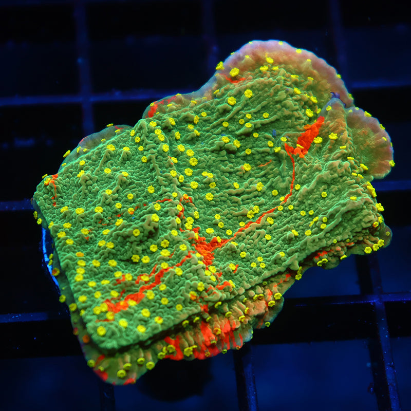 WWC Grafted Sunfire Cap