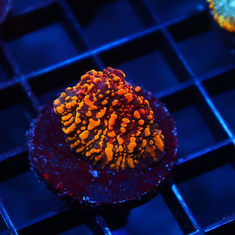 CC Cloudberries Chalice