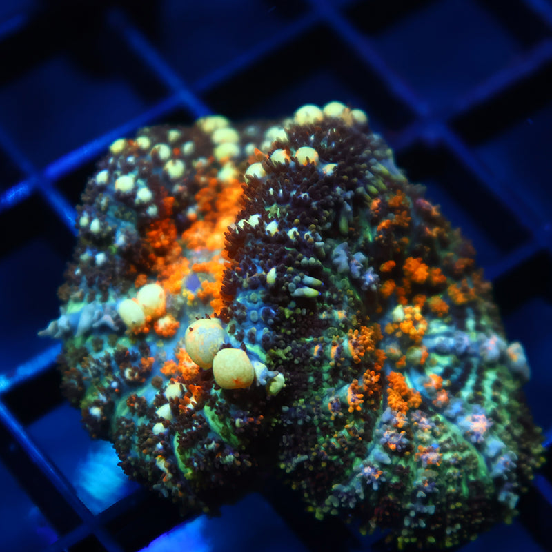 TCK Powerball Bounce Mushroom Double