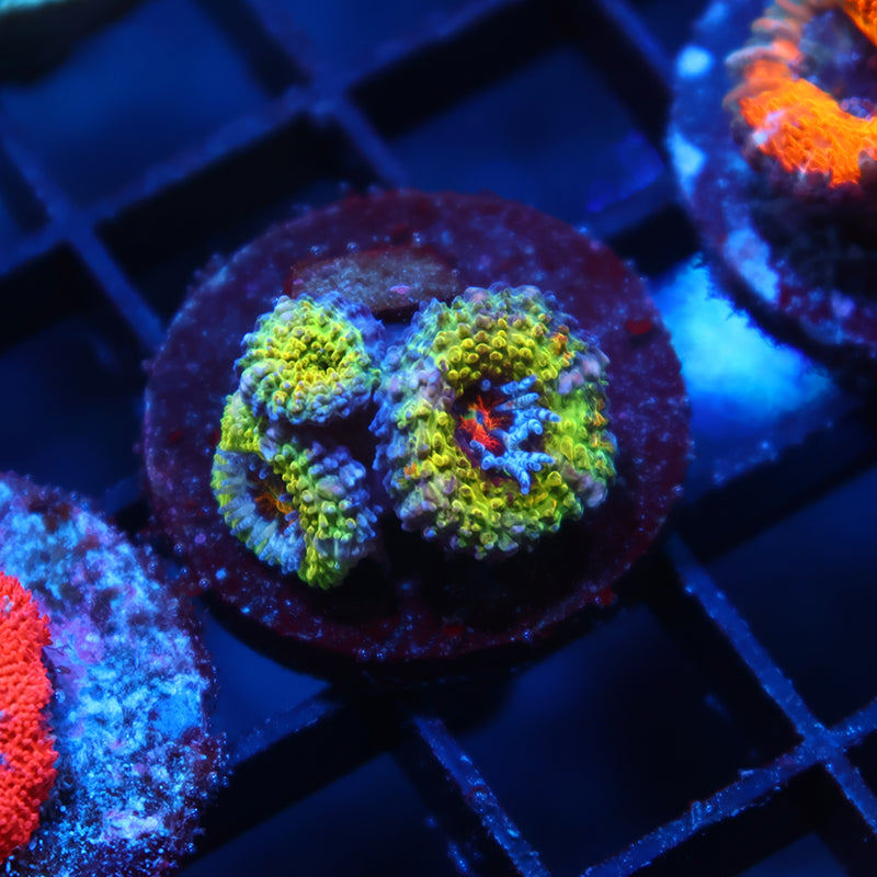 SR Limelight Acan Lord