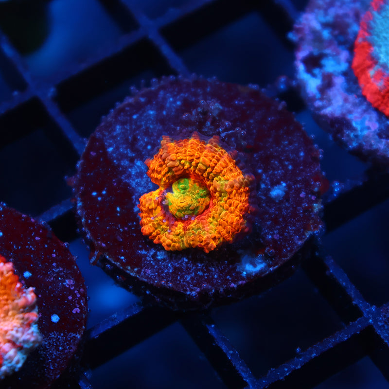 Awesome BSA Rainbow Acan Lord